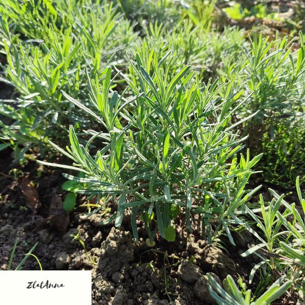 Лаванда вузьколиста Hidcote  / Lavandula angustifolia однорічні саджанці 0149 фото