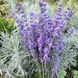 Лаванда вузьколиста Hidcote  / Lavandula angustifolia однорічні саджанці 0149 фото 1