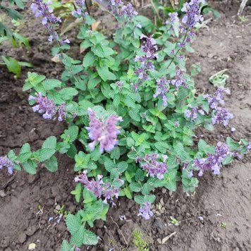 Котовник 'Cat's Pajamas' / Nepeta faassenii 0150 фото