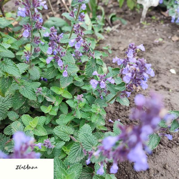 Котовник 'Cat's Pajamas' / Nepeta faassenii 0150 фото
