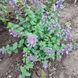 Котовник 'Cat's Pajamas' / Nepeta faassenii 0150 фото 1