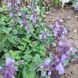 Котовник 'Cat's Pajamas' / Nepeta faassenii 0150 фото 2