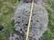 Лаванда англійська вузьколиста (Lavandula angustifolia) трьохрічні саджанці 0110 фото 3