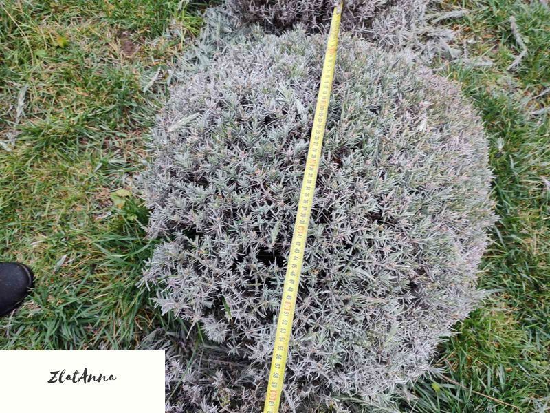 Лаванда англійська вузьколиста (Lavandula angustifolia) трьохрічні саджанці 0110 фото