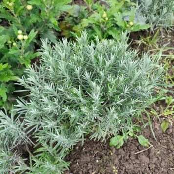 Лаванда англійська вузьколиста (Lavandula angustifolia) однорічні саджанці 0119 фото