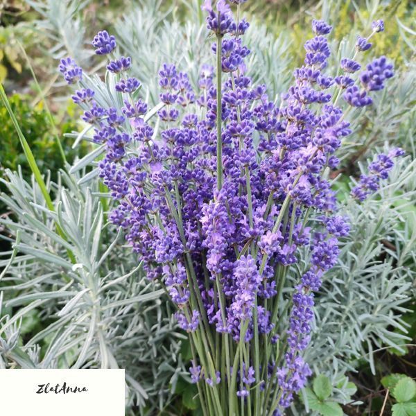 Лаванда англійська вузьколиста (Lavandula angustifolia) однорічні саджанці 0119 фото