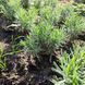 Лаванда англійська вузьколиста (Lavandula angustifolia) однорічні саджанці 0119 фото 4