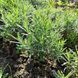 Лаванда англійська вузьколиста (Lavandula angustifolia) однорічні саджанці 0119 фото 5