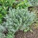 Лаванда англійська вузьколиста (Lavandula angustifolia) однорічні саджанці 0119 фото 1