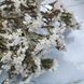 Статиця сухоцвіт біла 10 гілочок 0121 фото 2